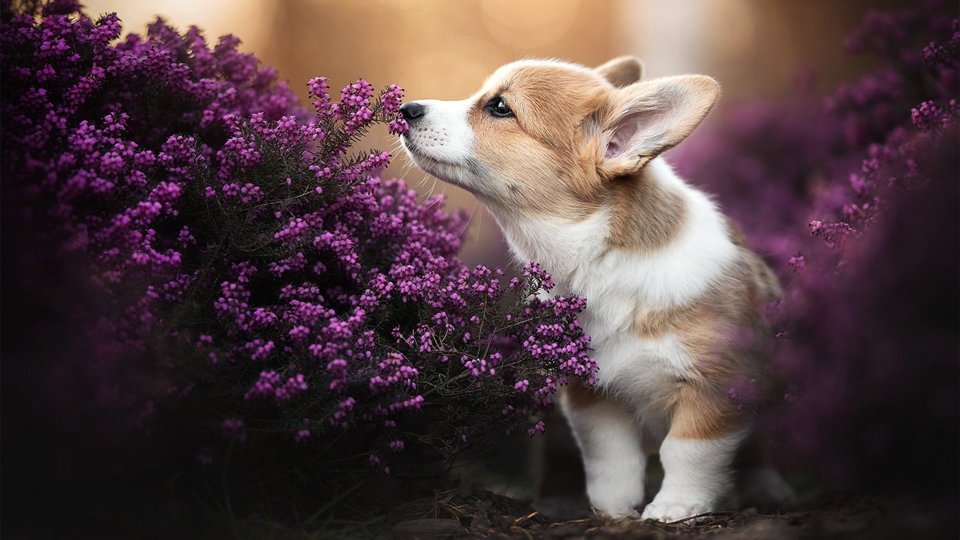 Milan Sports-替补轮换发挥成胜负关键,替补队员被换下场后,在该局中可以再上场