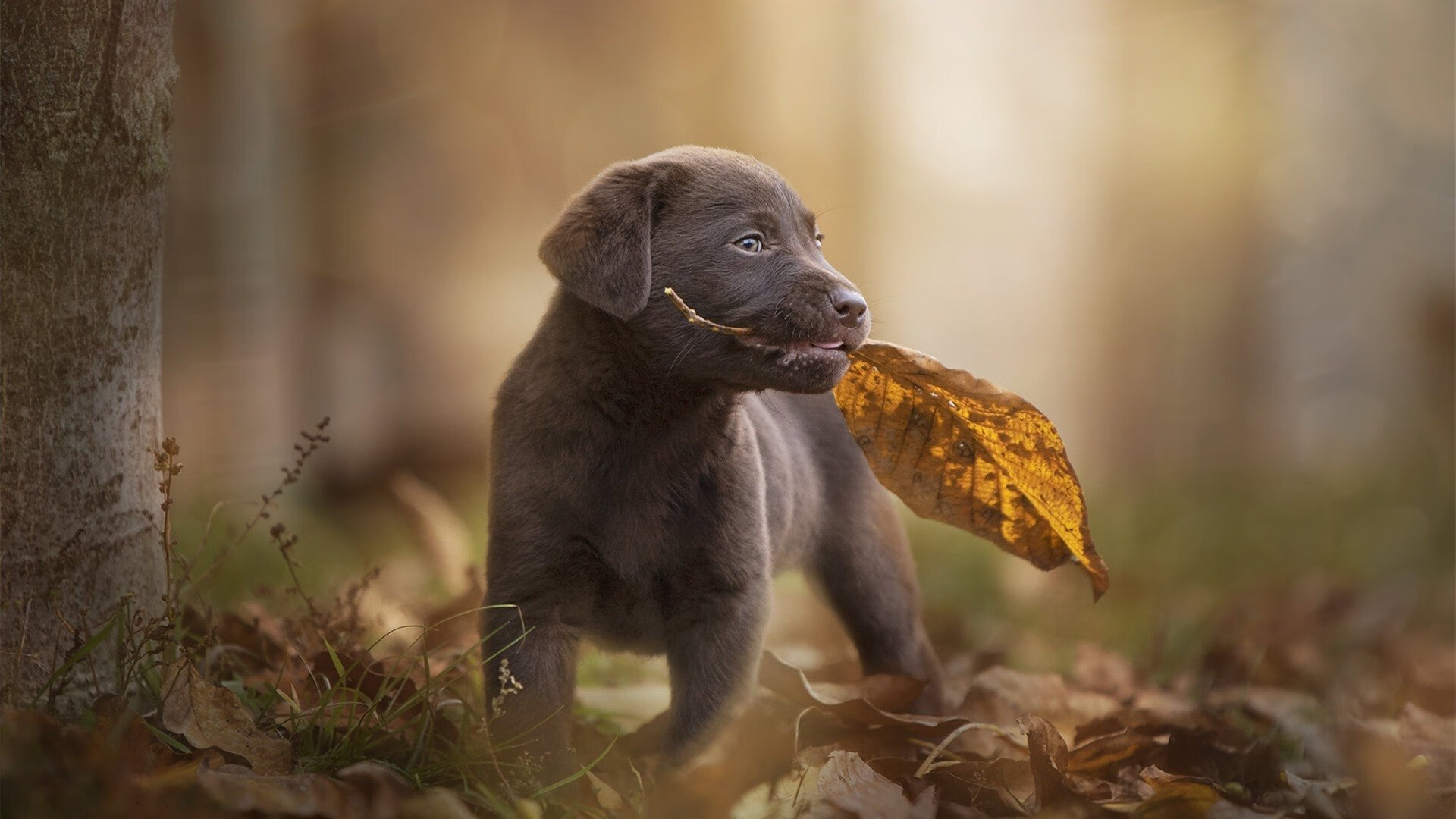 米兰体育APP-瑞典乒乓球队战术解析：速度与精准并存，瑞典乒乓球队员名单