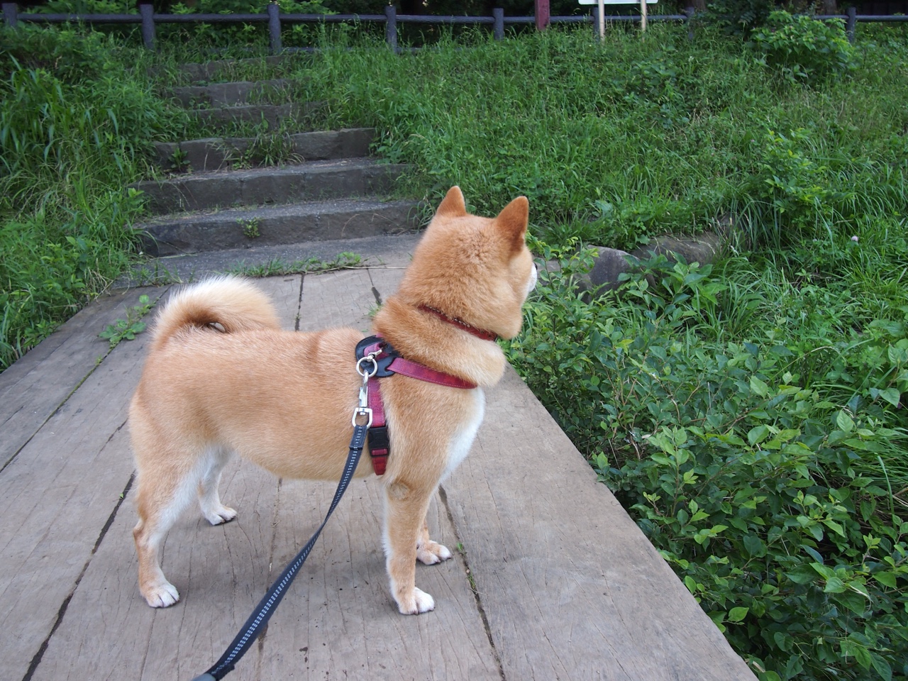 AC米兰-巴基斯坦女篮在国际友谊赛中奋勇拼搏,未来可期