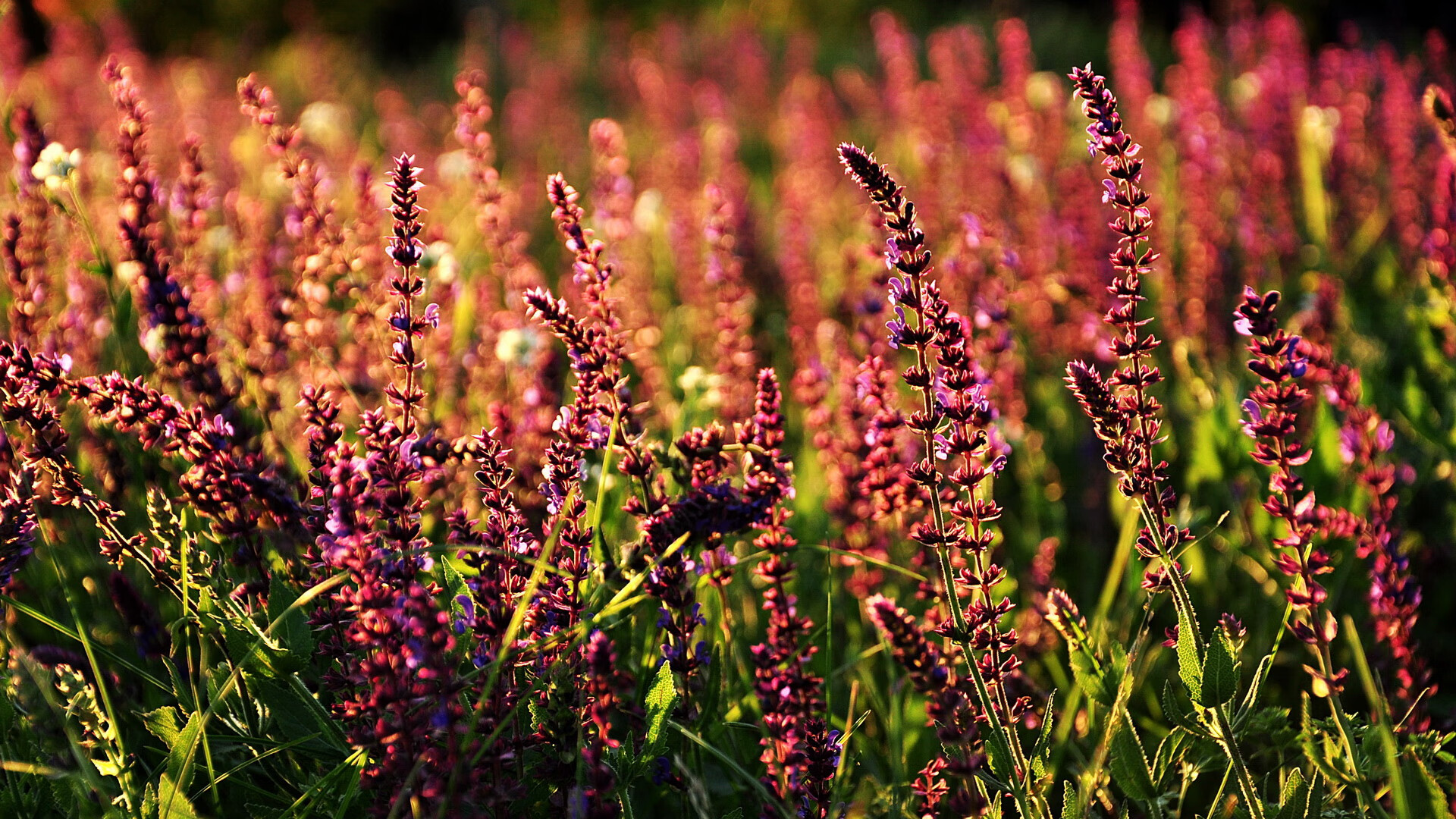 米兰登录入口-战术体系逐渐稳定球员在不同位置上展现出更强执行能力,球队战术打法