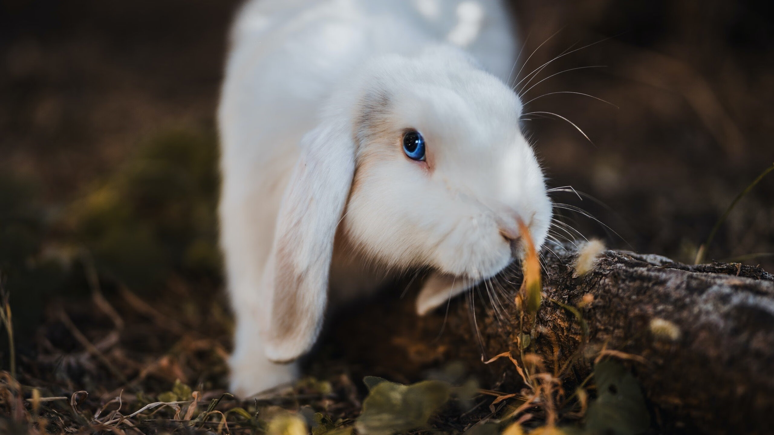 -混合泳赛事波兰全面应战,混合泳比赛