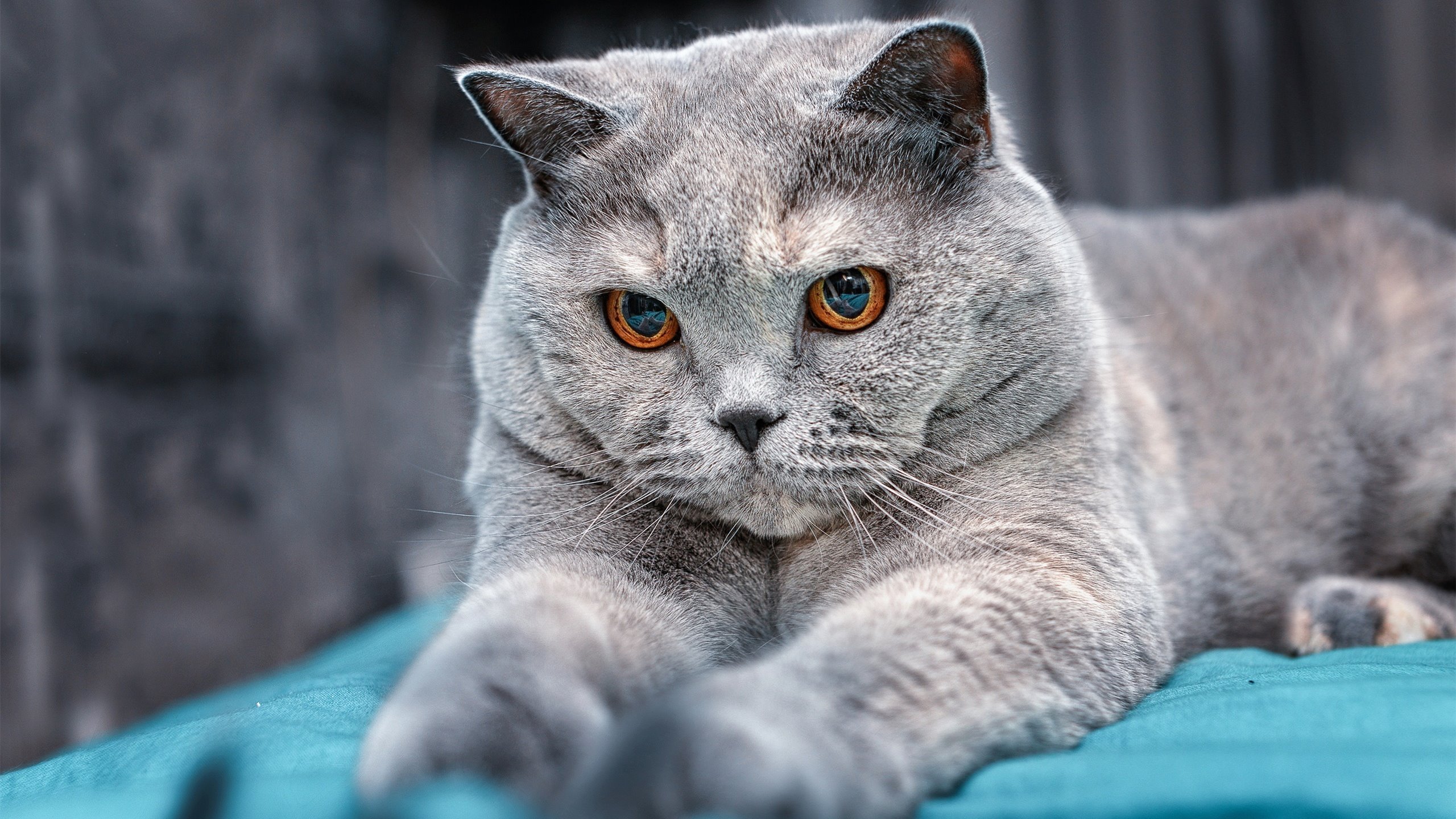 米兰体育官网-游泳比赛规则细节修改,游泳比赛的竞赛规程应包括哪些内容