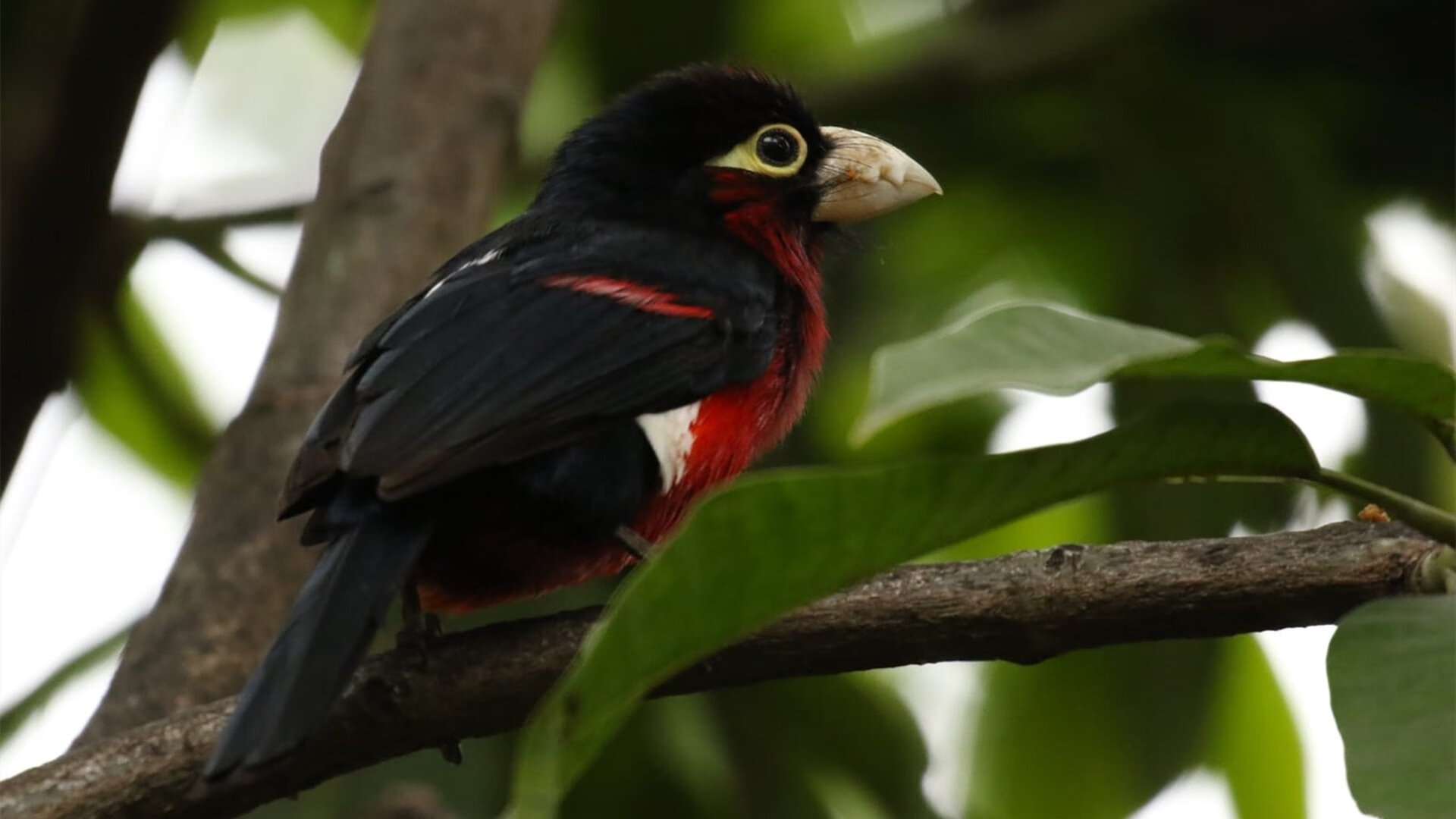 Milan Sports-赛尔·阿尔斯塔：通过领导力和防守天赋，带领南非队保持强大竞争力